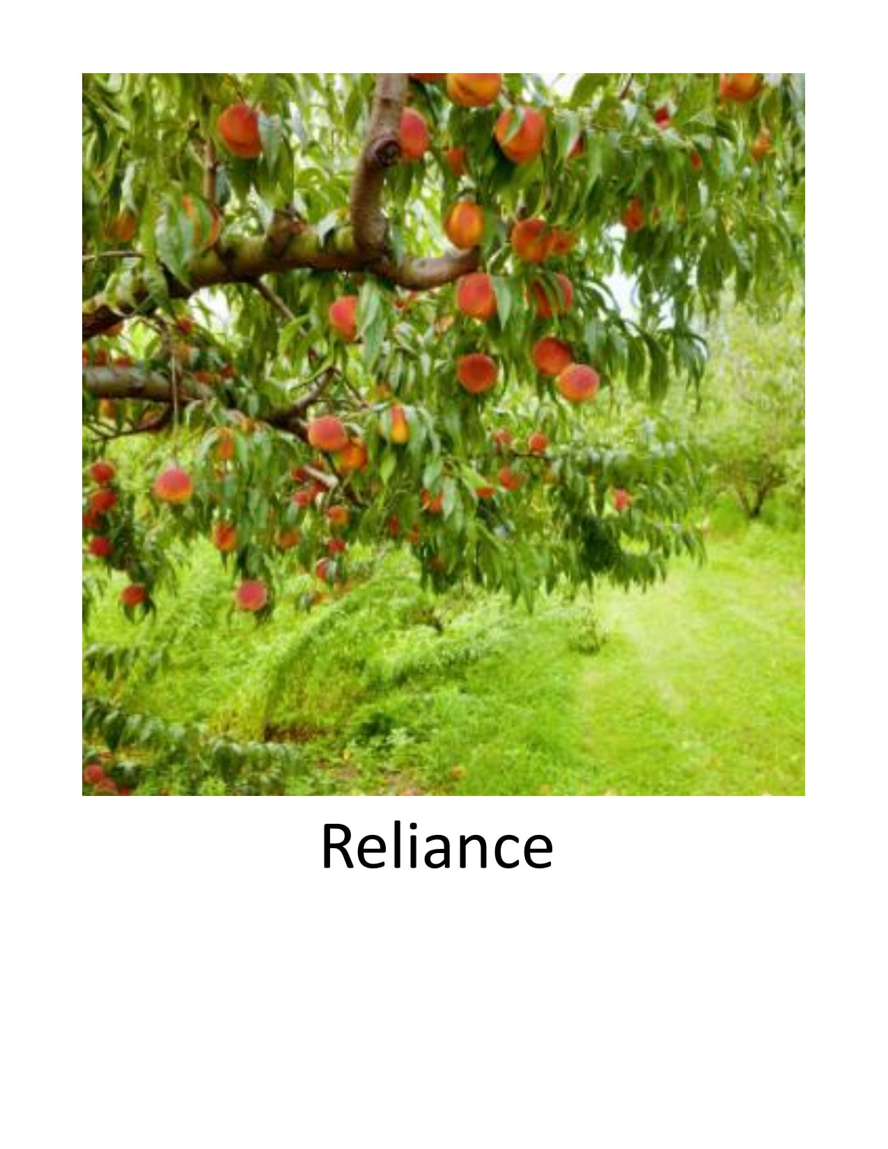 Semi Dwarf Fruit Trees